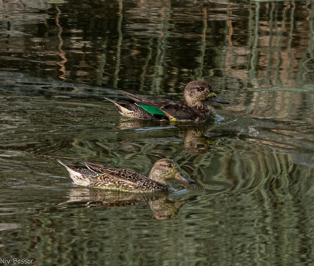 Gadwall (Common) - ML646736490