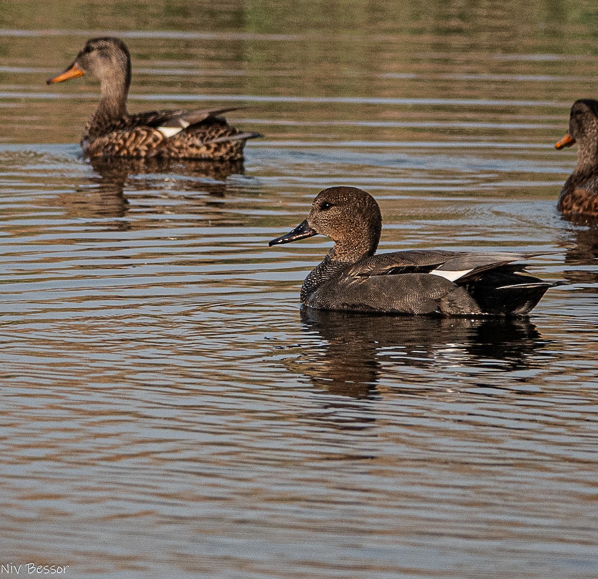 Gadwall (Common) - ML646736491