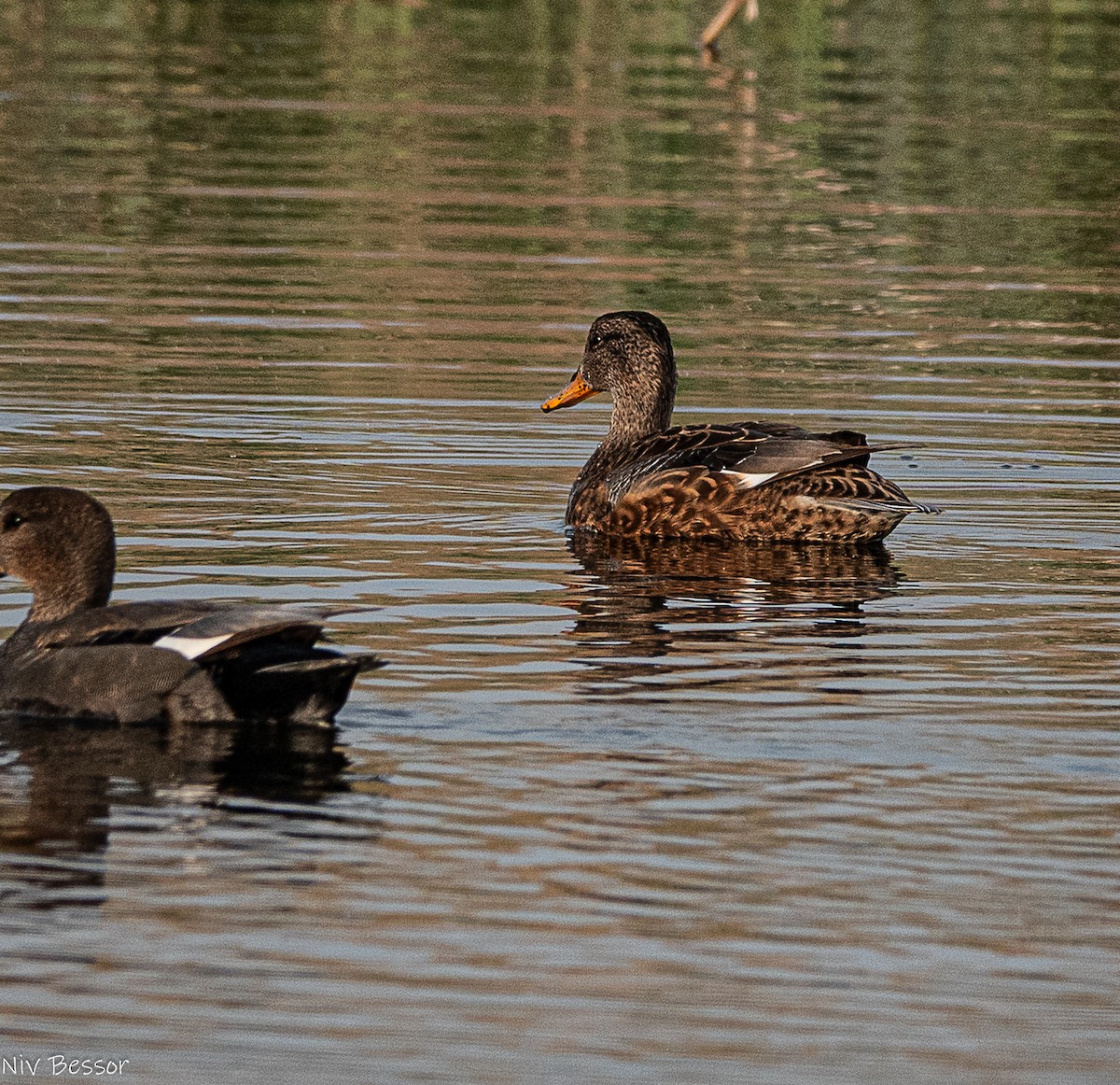 Gadwall (Common) - ML646736492