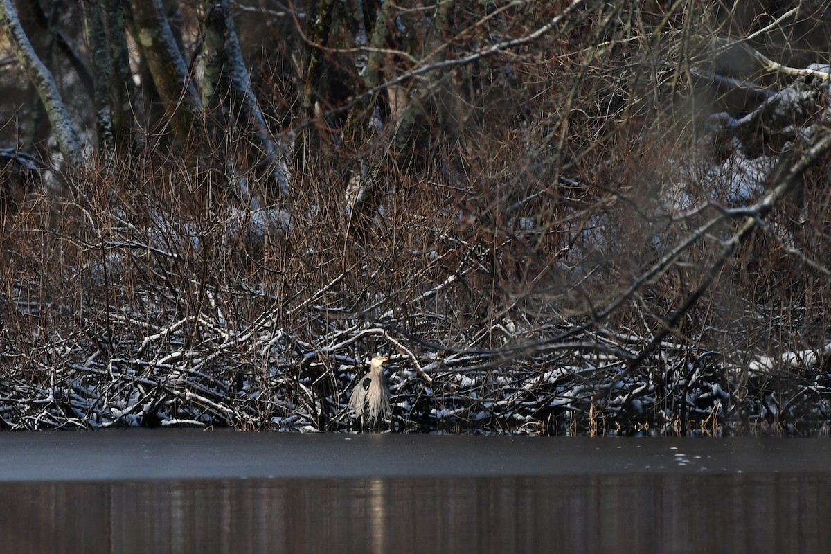 Great Blue Heron - ML646736493