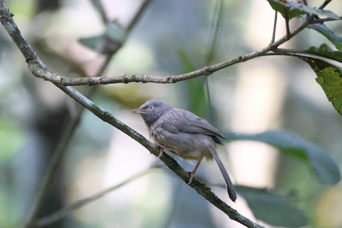 Jungle Babbler - ML646736496