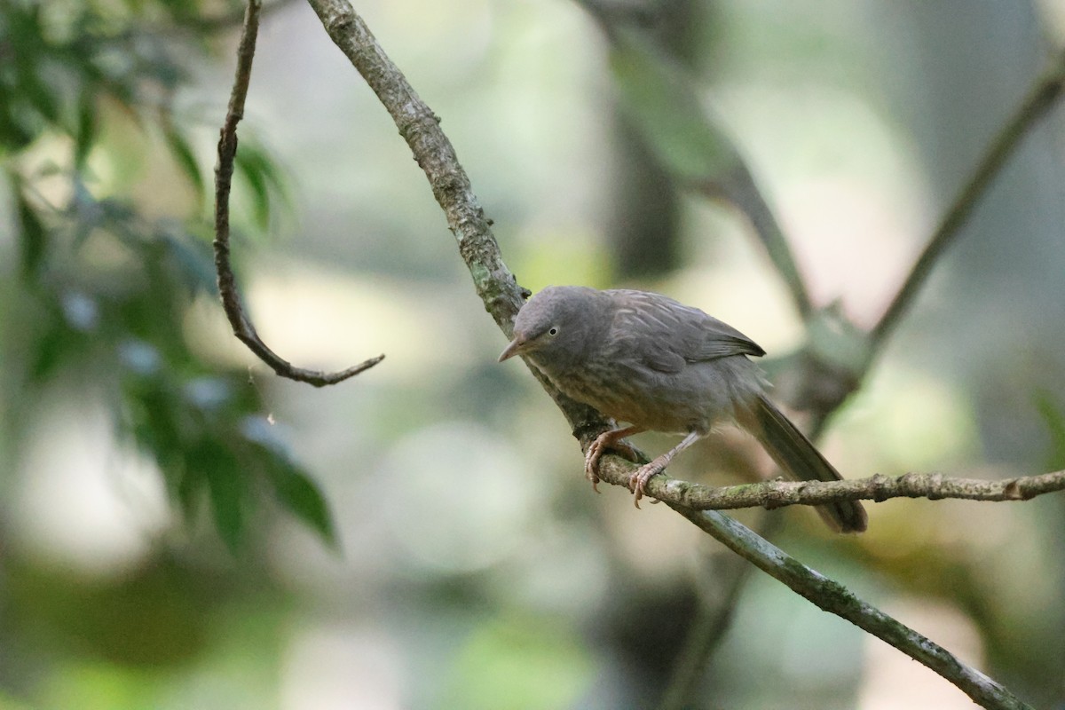 Jungle Babbler - ML646736497