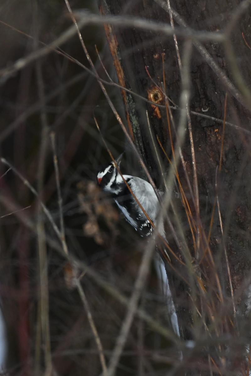 Hairy Woodpecker - ML646736499