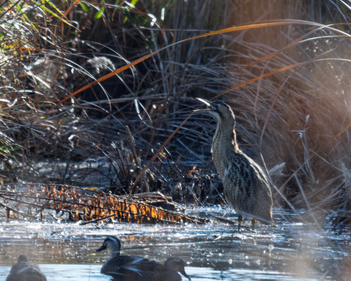 Eurasian Bittern - ML646736500