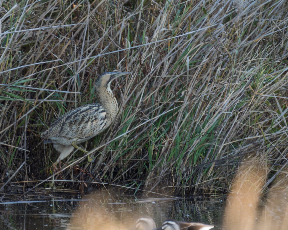 大麻鷺 - ML646736501