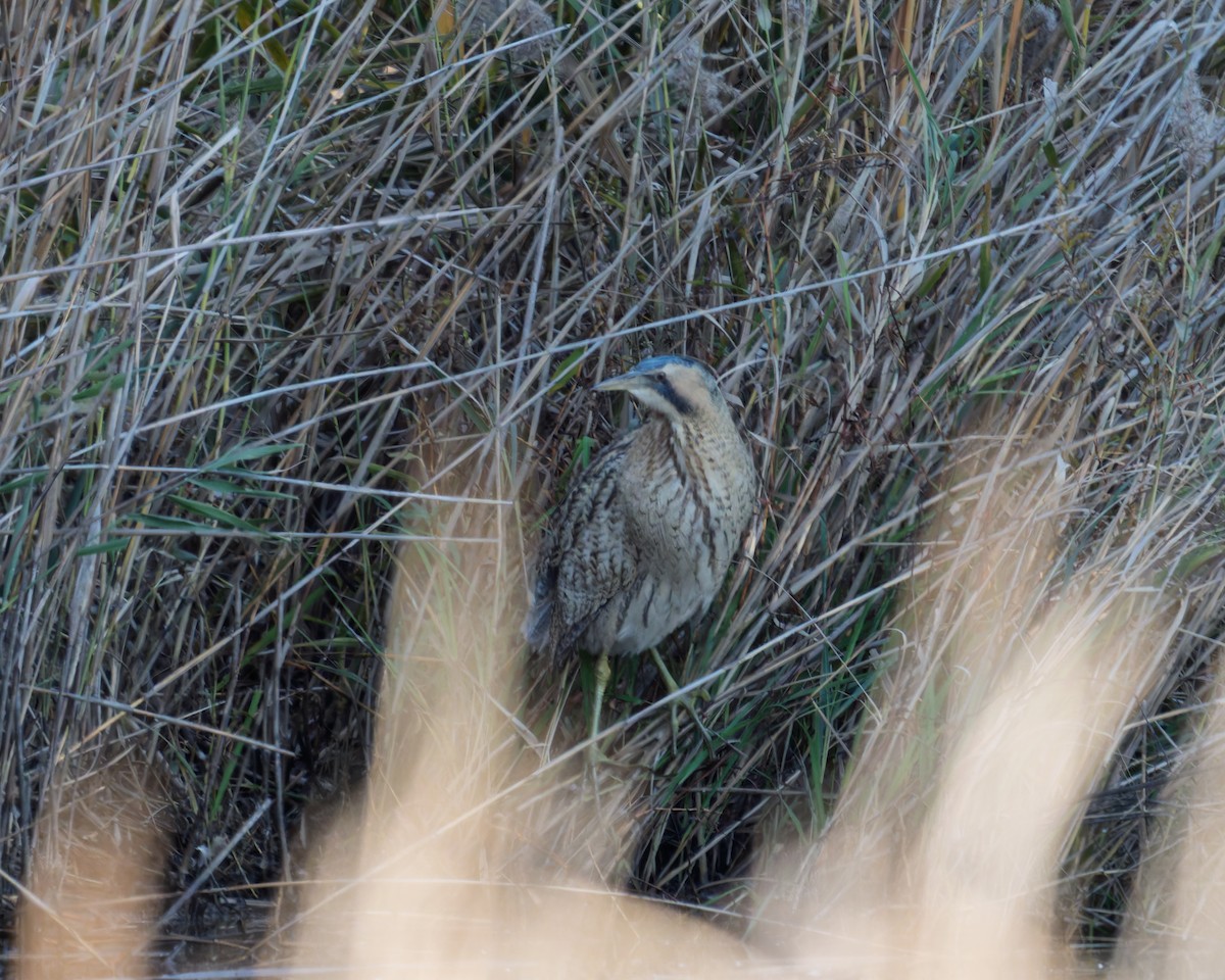 Eurasian Bittern - ML646736502