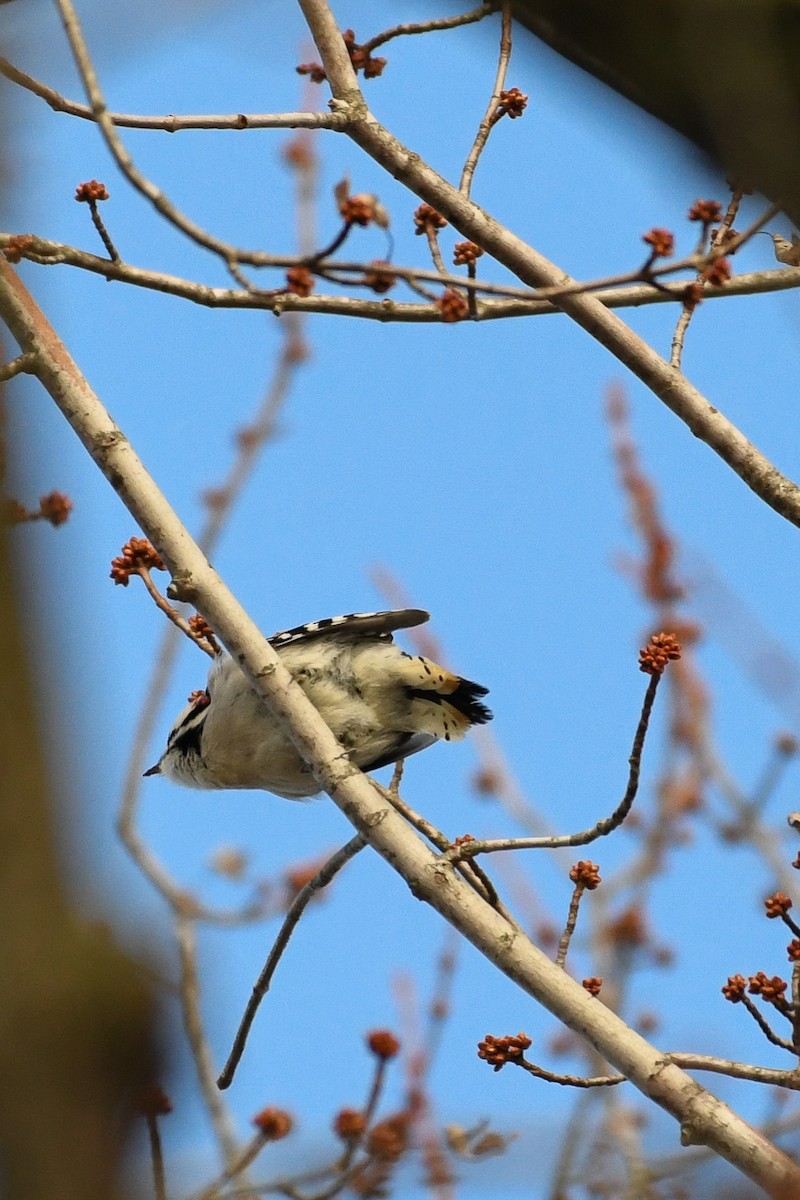 Downy Woodpecker - ML646736503