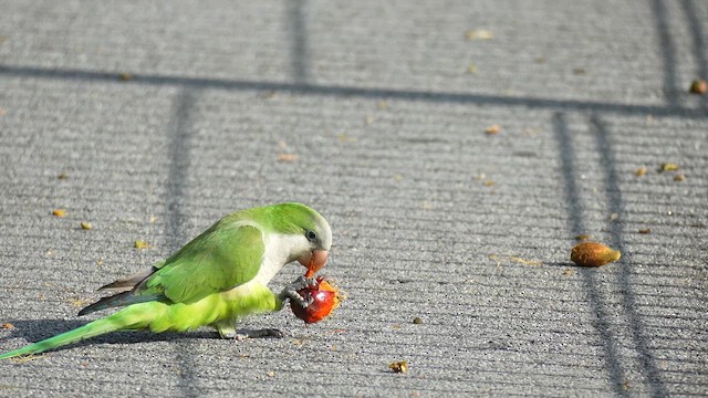 Papagai bulargrisa - ML646736504