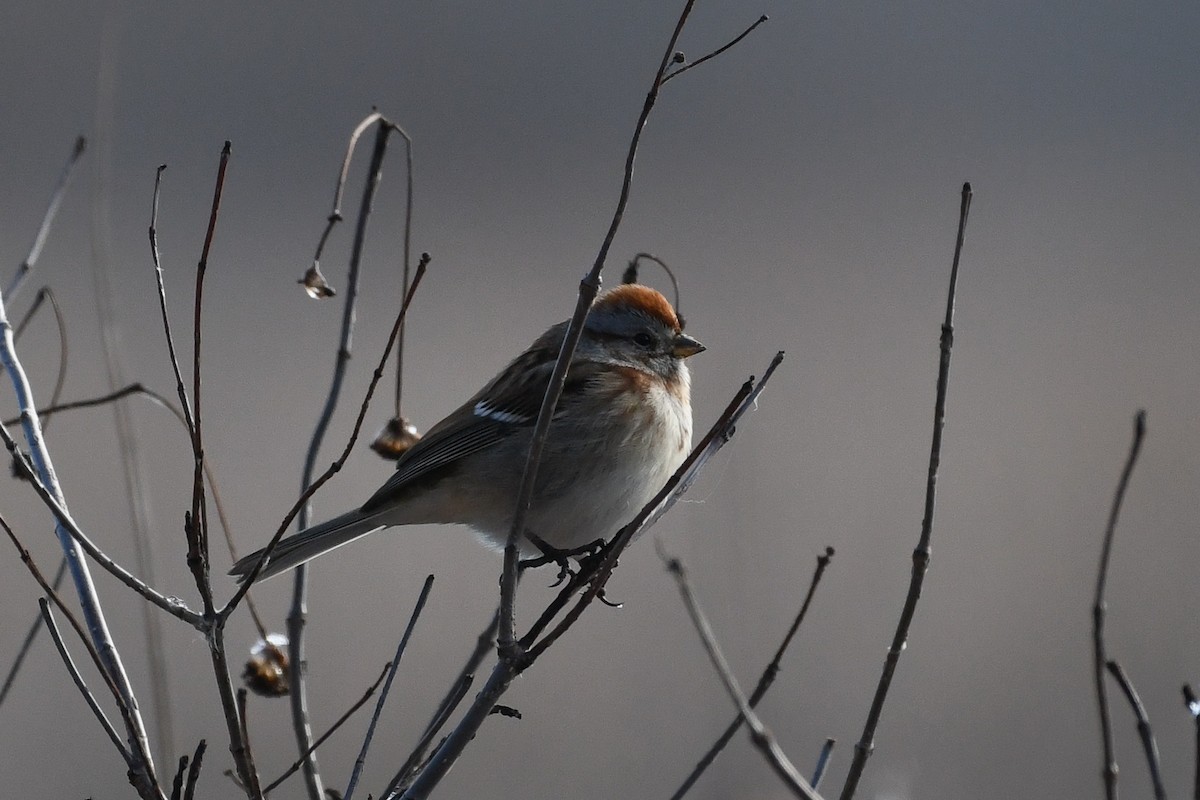 American Tree Sparrow - ML646736505
