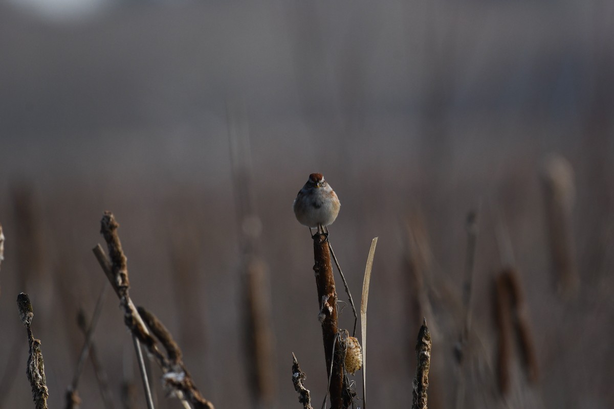 American Tree Sparrow - ML646736506