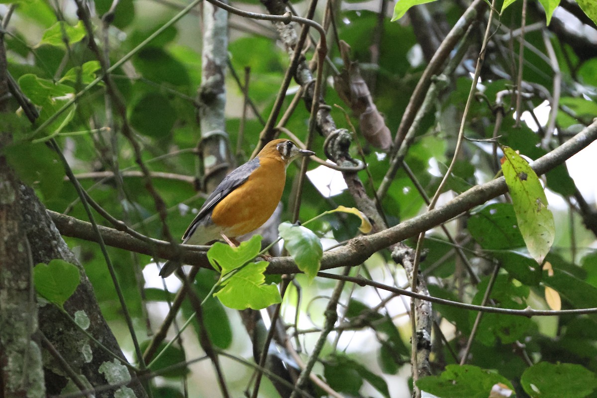 Orange-headed Thrush (White-throated) - ML646736510