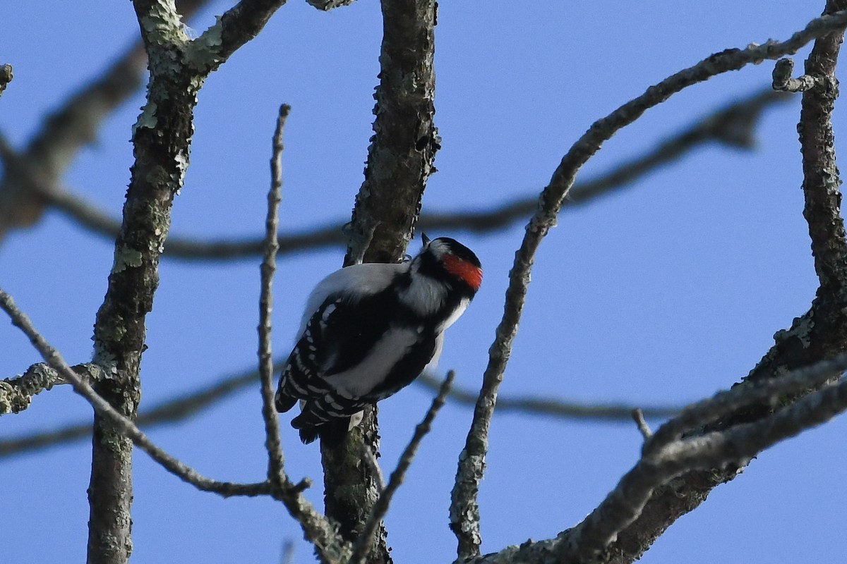 Downy Woodpecker - ML646736512