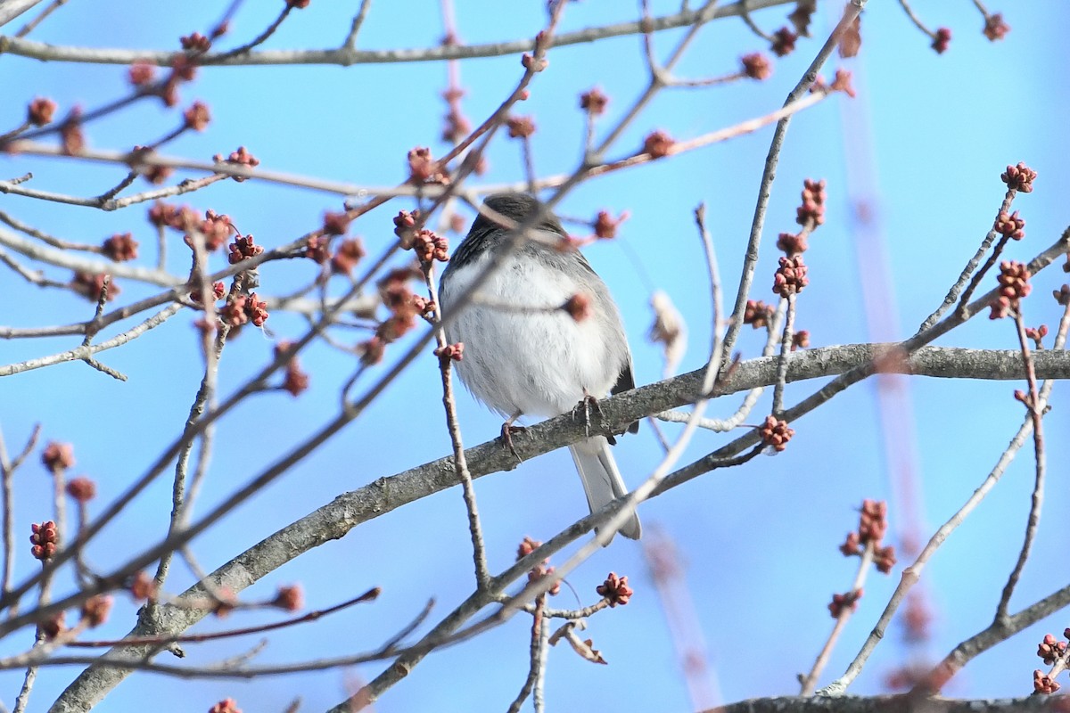 Dark-eyed Junco - ML646736515