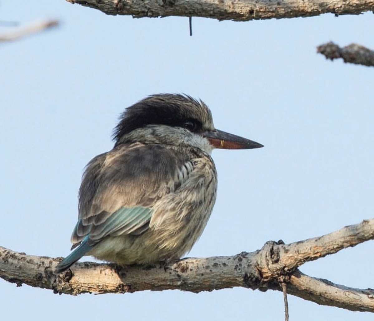 Striped Kingfisher - ML646736516