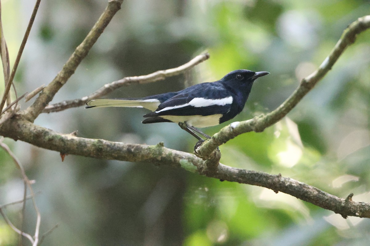 Oriental Magpie-Robin - ML646736517