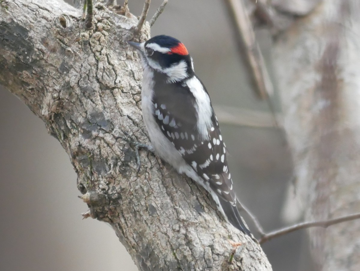 Yumuşak Tüylü Ağaçkakan - ML646736522