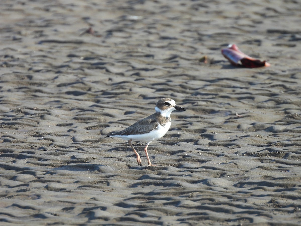 Wilson's Plover - ML646736523