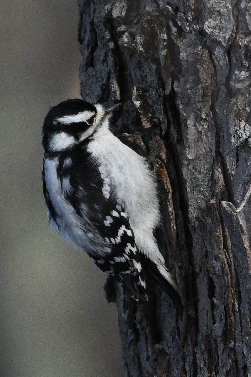 Downy Woodpecker - ML646736524