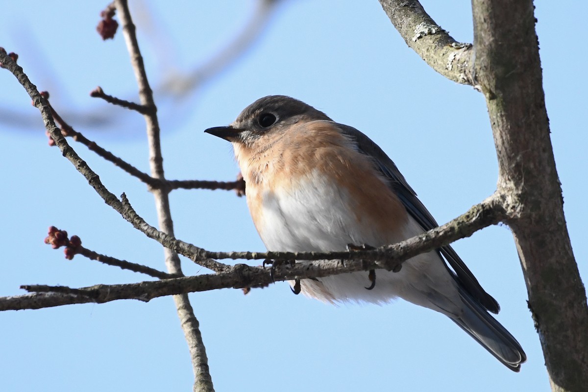 Eastern Bluebird - ML646736525