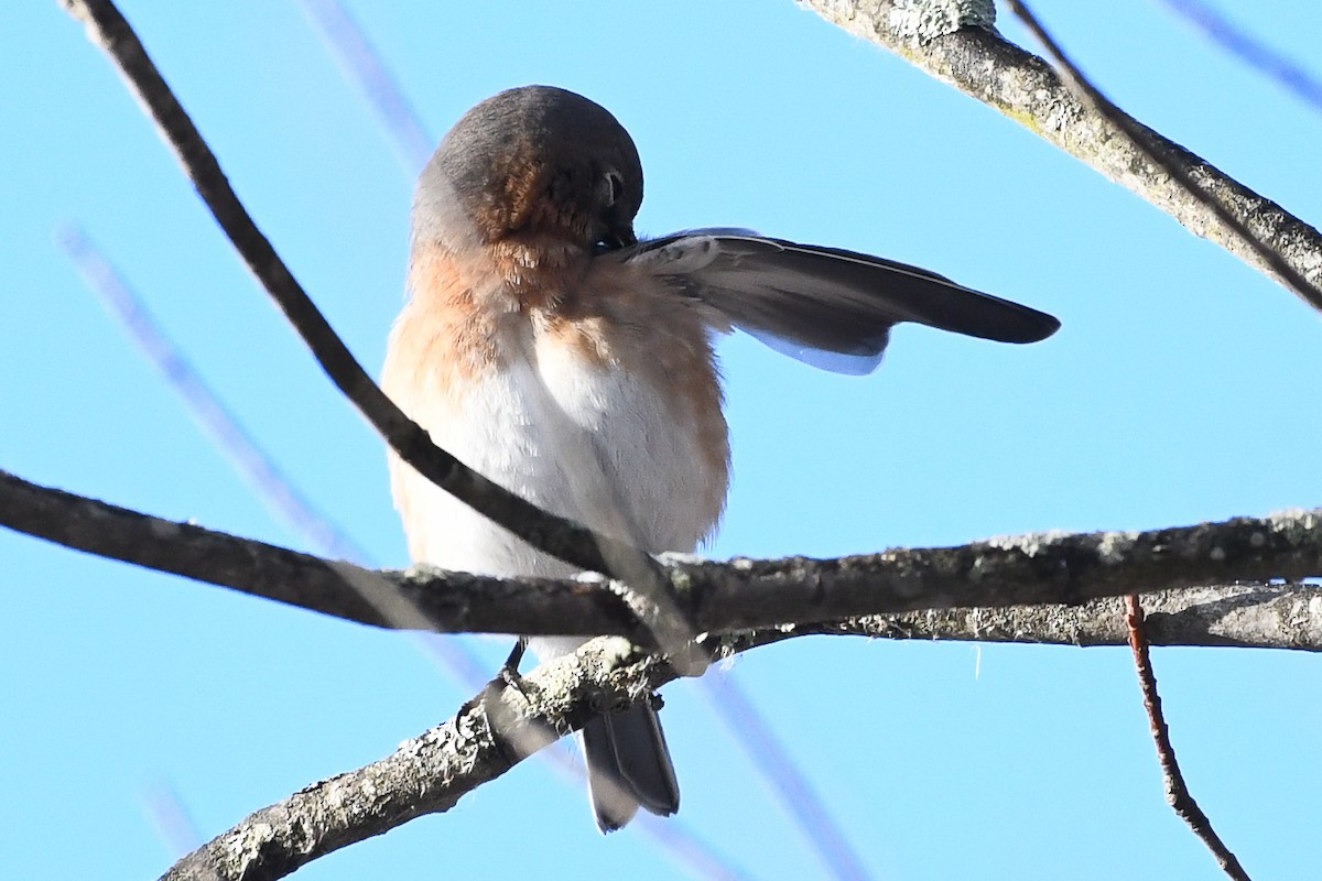 Eastern Bluebird - ML646736526