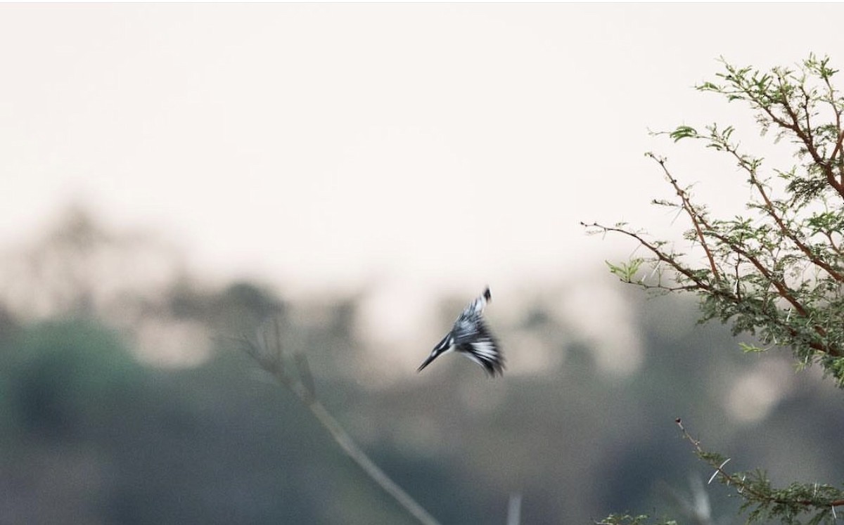Pied Kingfisher - ML646736529