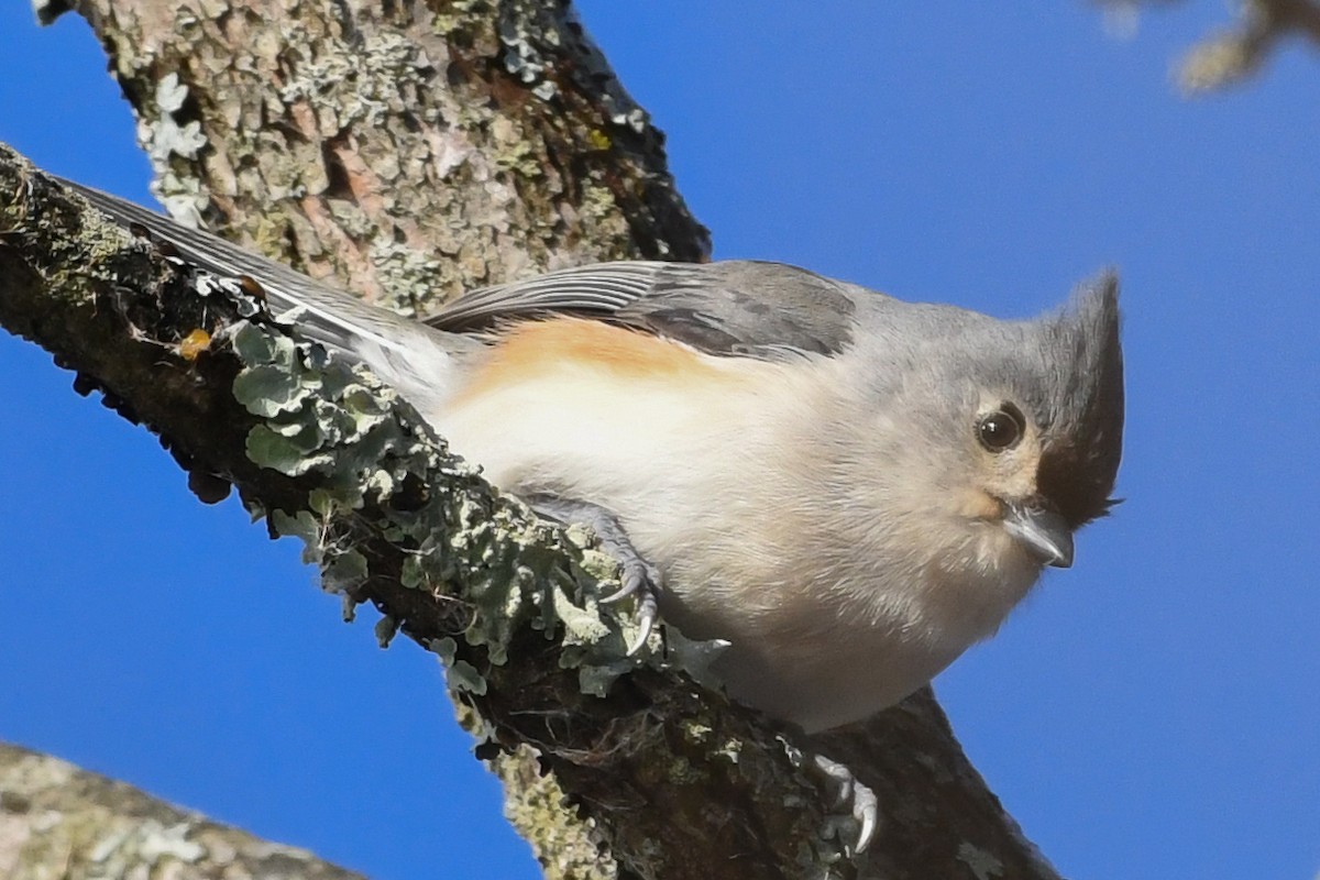 Tufted Titmouse - ML646736530