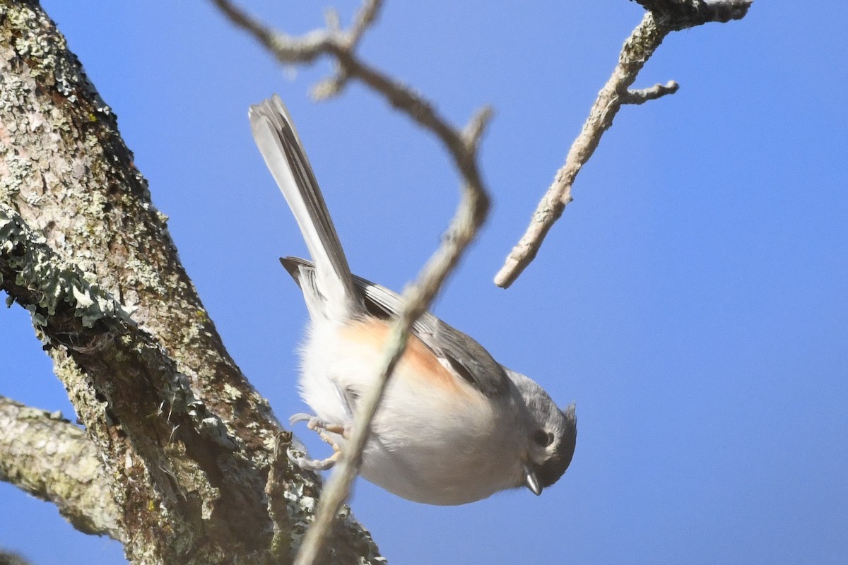 Tufted Titmouse - ML646736531