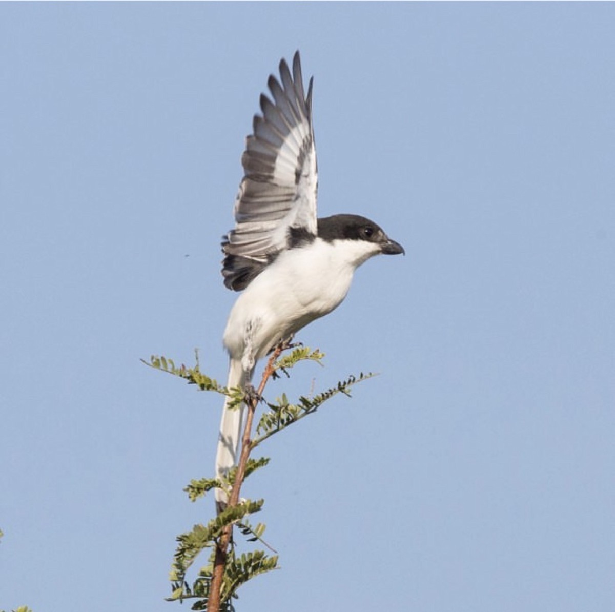 Fiscal Flycatcher - ML646736555