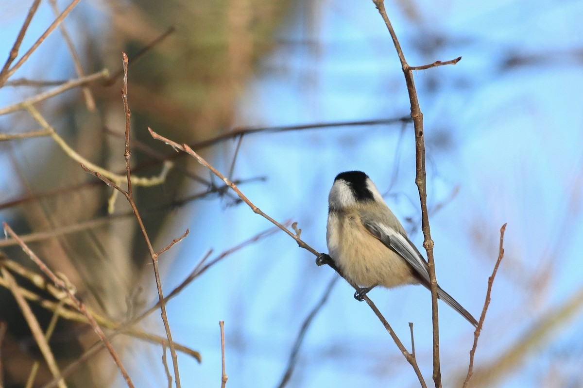 Black-capped Chickadee - ML646736556