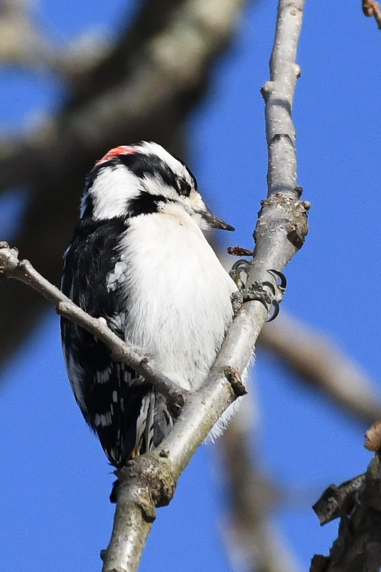 Downy Woodpecker - ML646736558