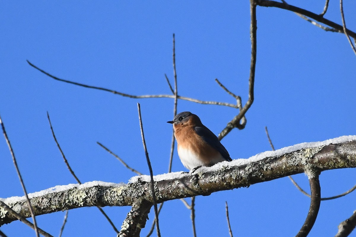 Eastern Bluebird - ML646736559