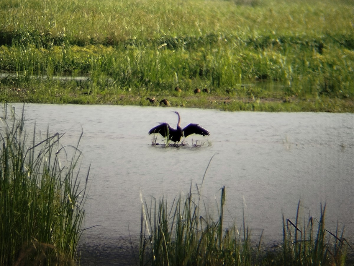 Oriental Darter - ML646736560