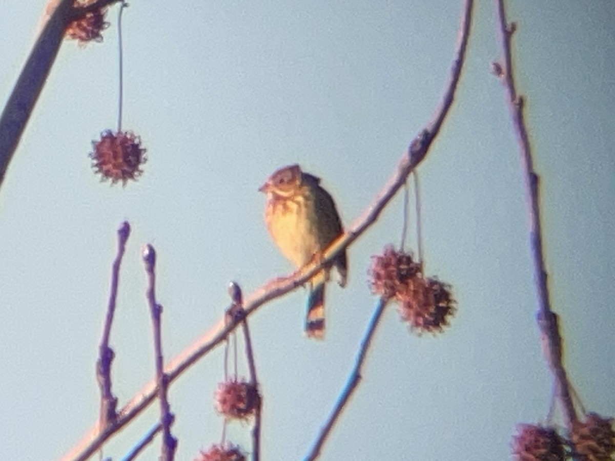 Abendammer - ML646736561