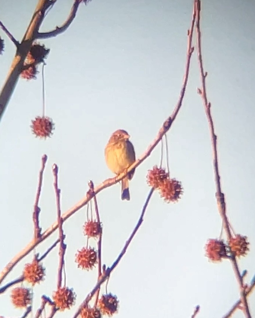 Abendammer - ML646736562