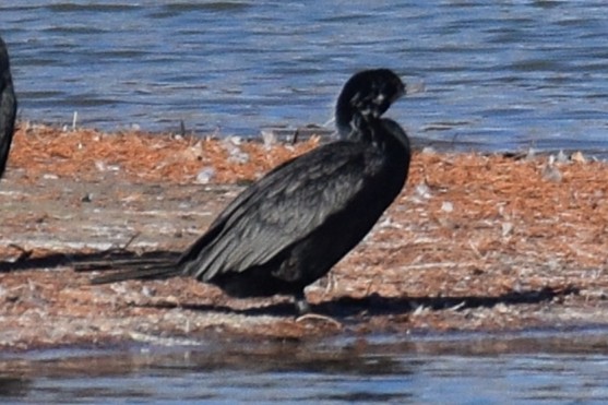 Neotropic Cormorant - ML646736564