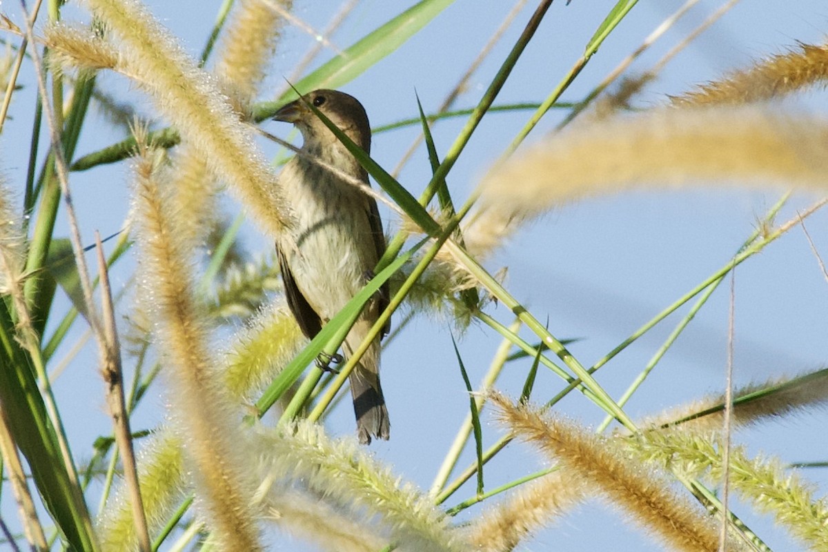Indigo Bunting - ML646736565