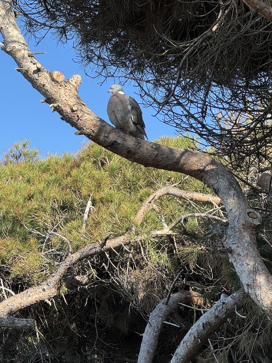 モリバト - ML646736566