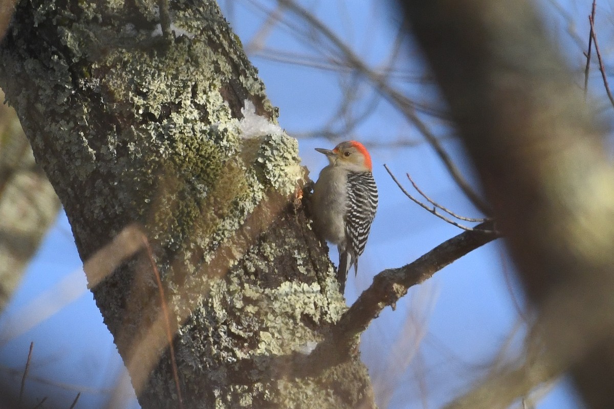 Red-bellied Woodpecker - ML646736567