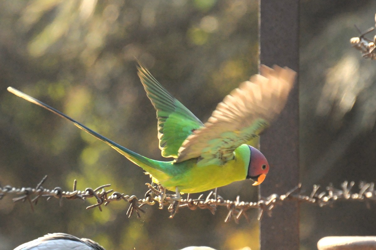 Plum-headed Parakeet - ML646736568