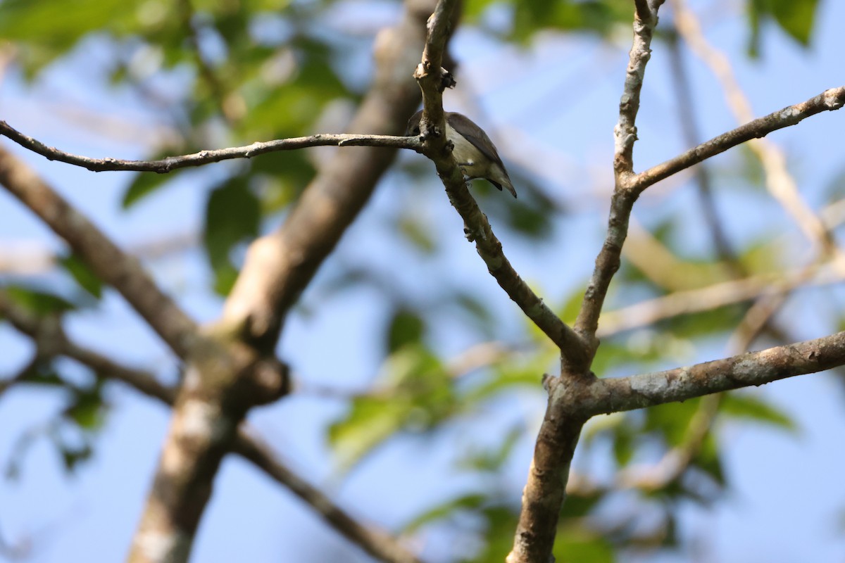 Nilgiri Flowerpecker - ML646736569