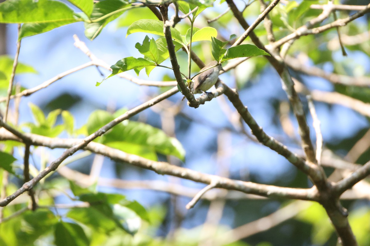 Nilgiri Flowerpecker - ML646736571