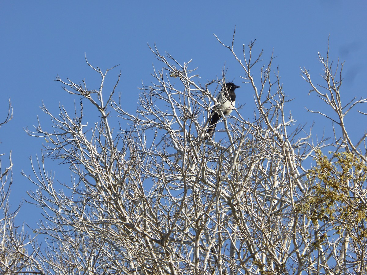 ユーラシアカササギ - ML646736574