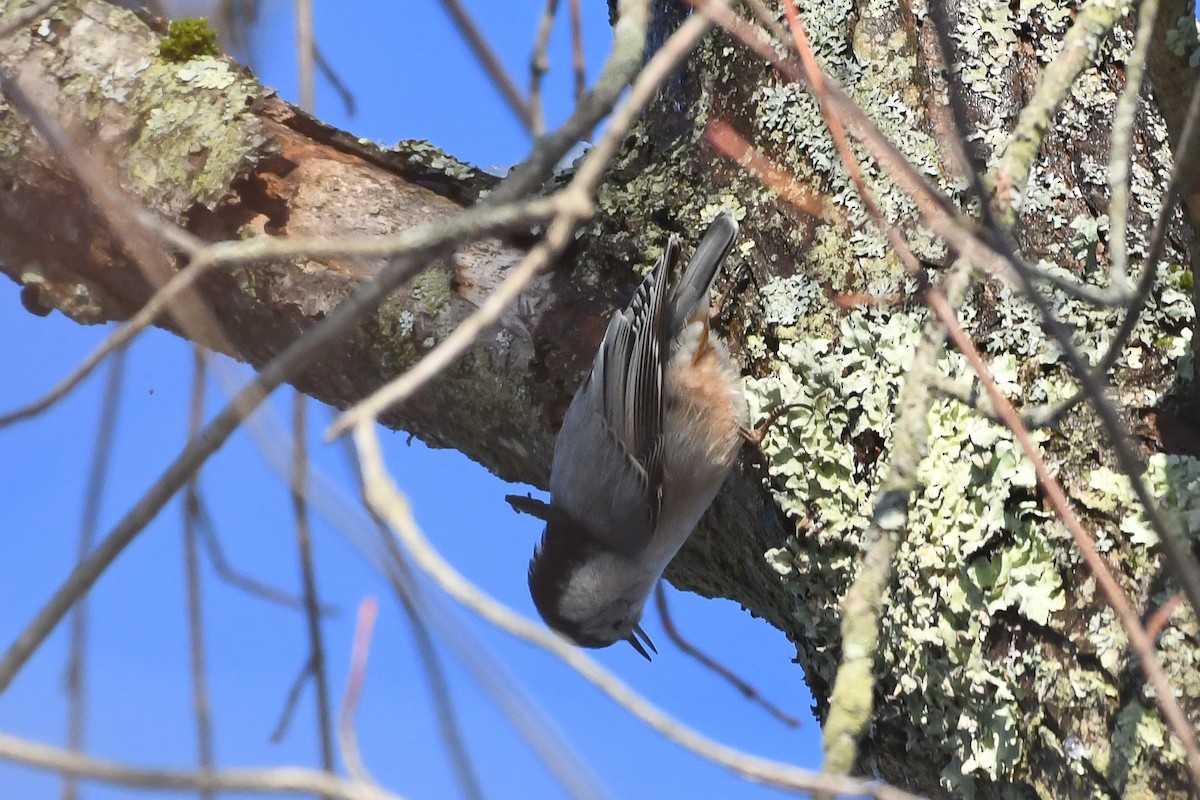 White-breasted Nuthatch - ML646736576