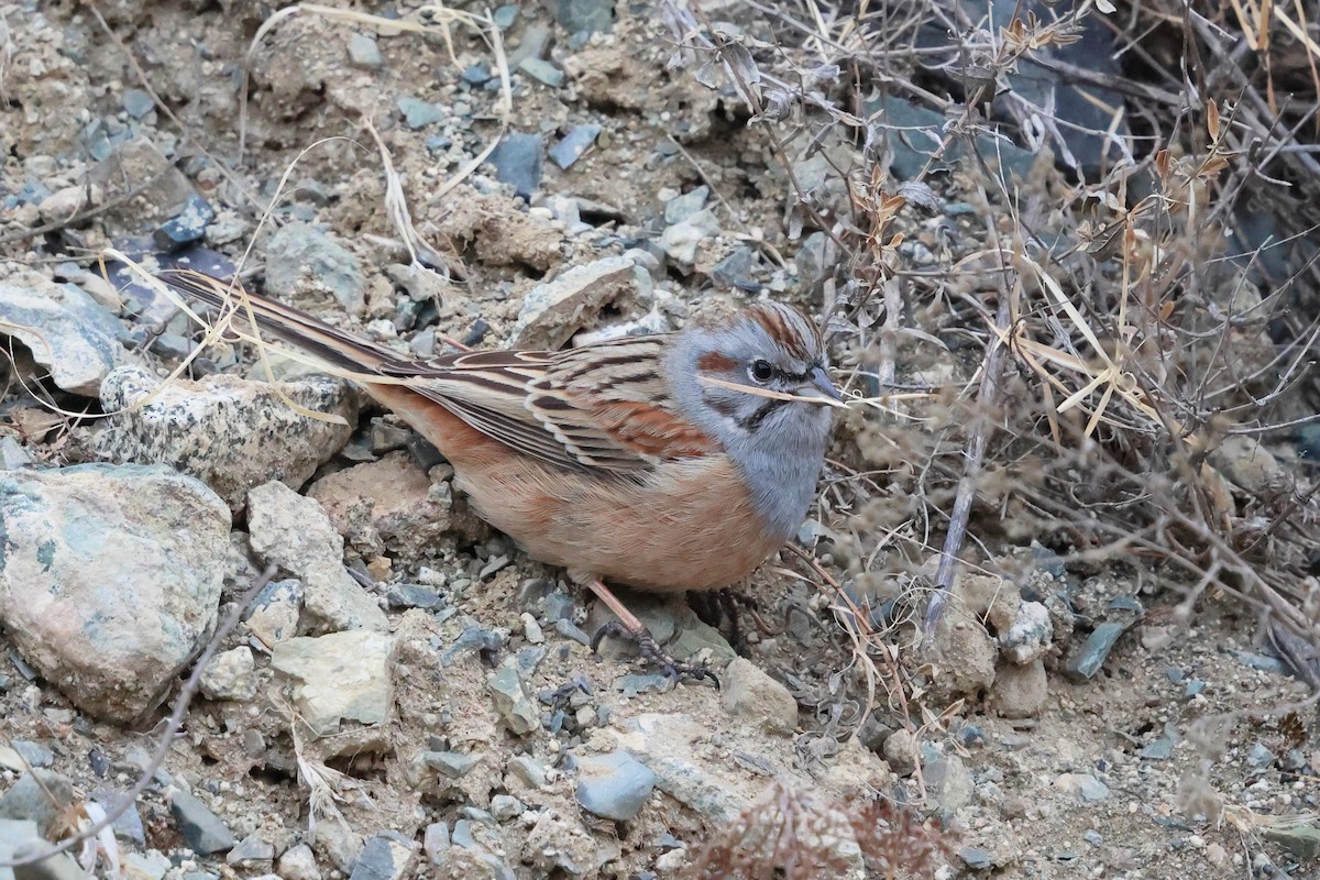 Godlewski's Bunting - ML646736579