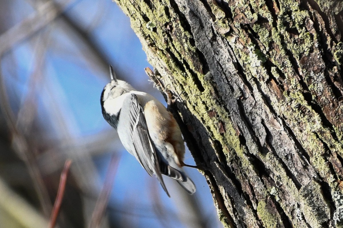White-breasted Nuthatch - ML646736580