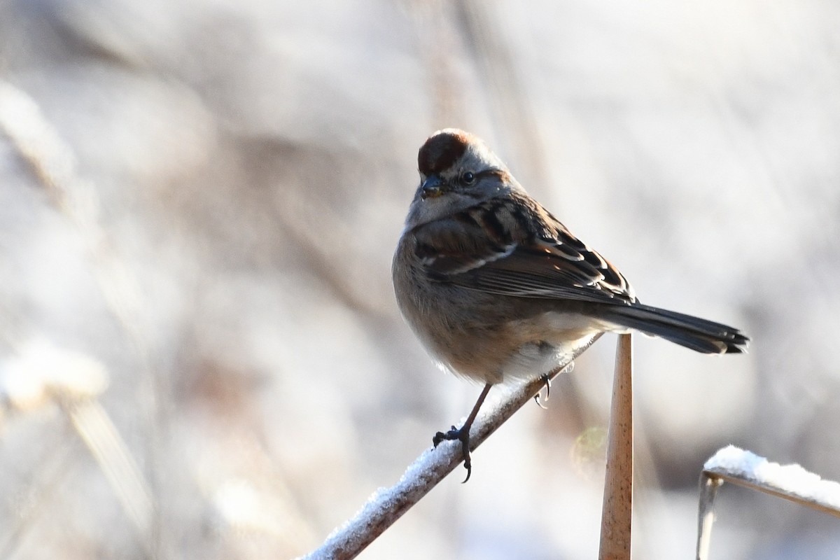 American Tree Sparrow - ML646736584