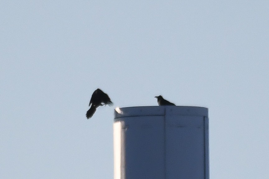 Common Raven - ML646736588