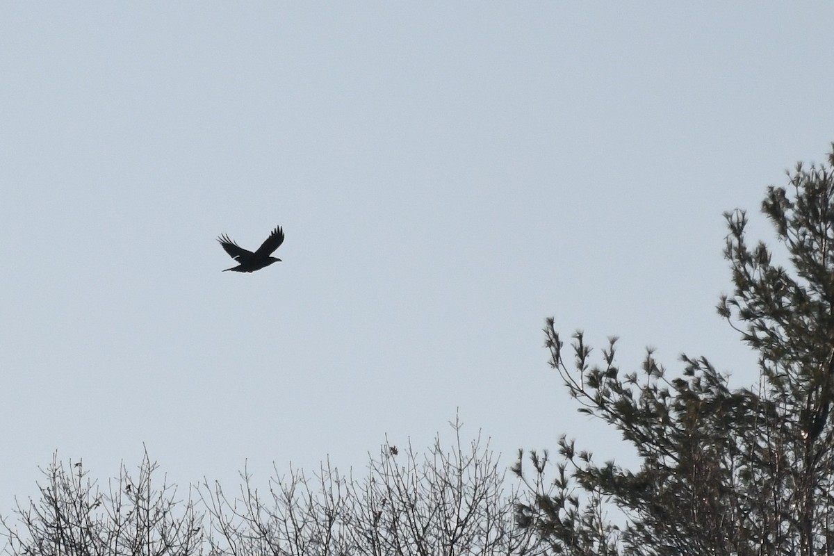 עורב שחור - ML646736591