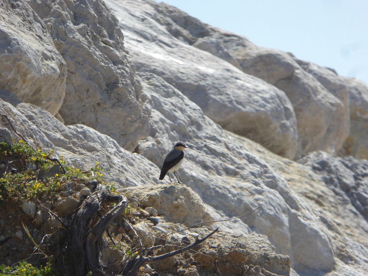 ハシグロヒタキ - ML646736592