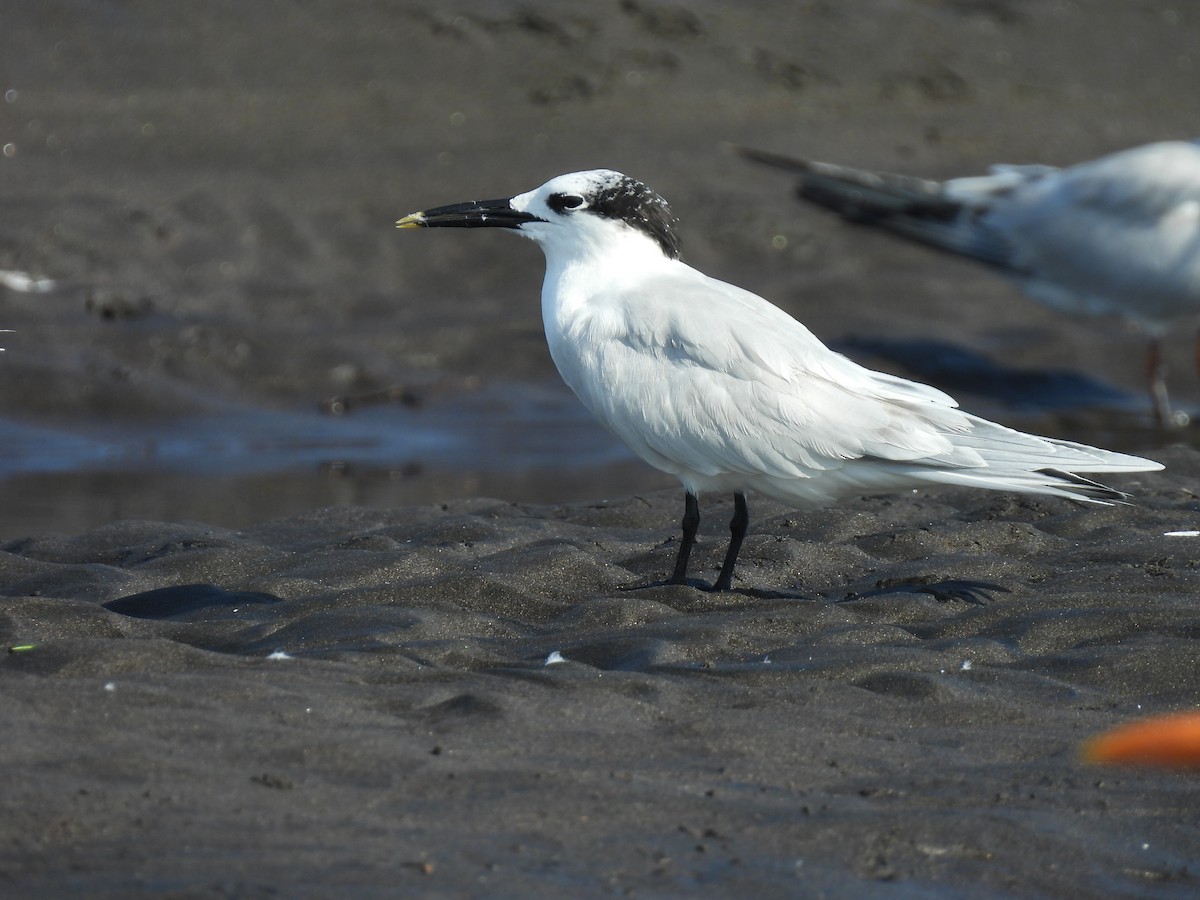 Sandwich Tern - ML646736593